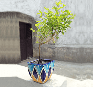 Buy Turkish Design Indoor Planter