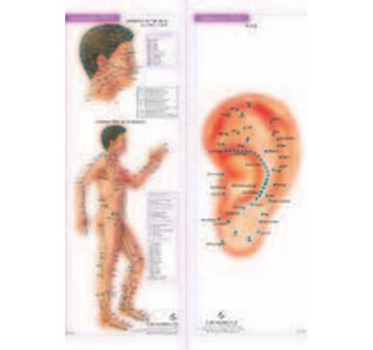 Buy 4 Acupunture Charts