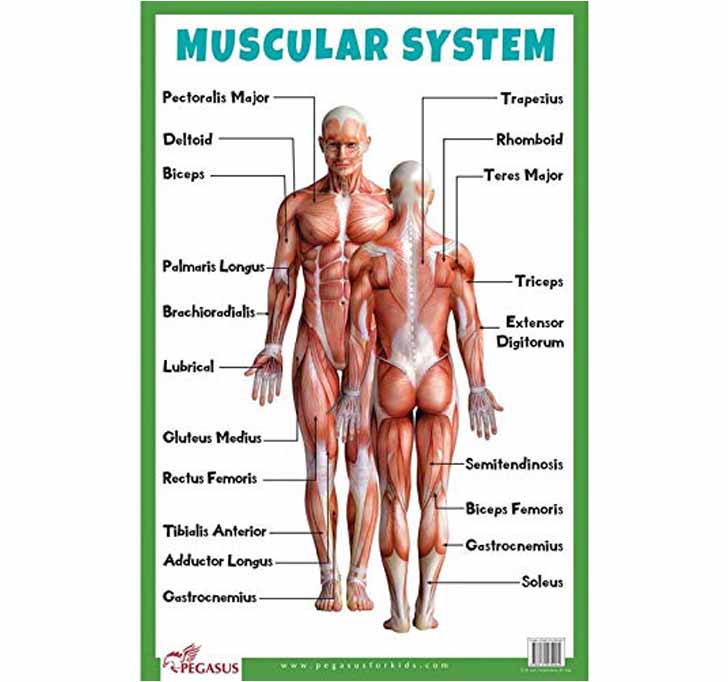 Buy Muscular System - Thick Laminated Primary Chart