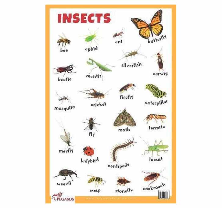 Buy Insects - Thick Laminated Primary Chart