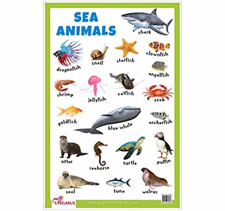Buy Sea Animals - Thick Laminated Primary Chart