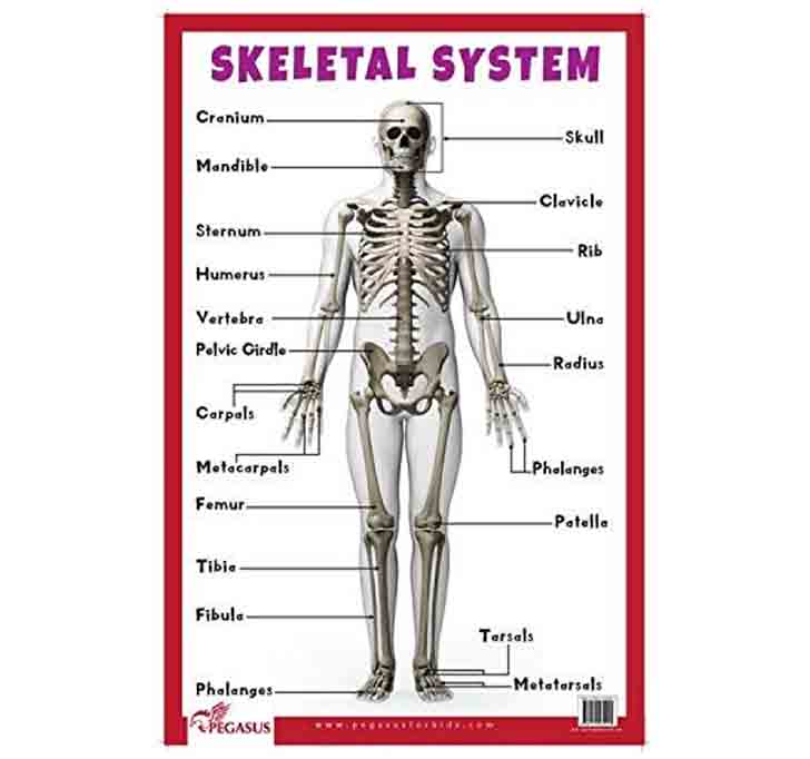 Buy Skeletal System - Thick Laminated Primary Chart
