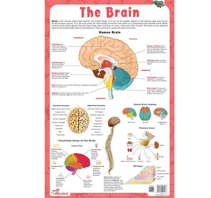 Buy Brain - Thick Laminated Primary Chart Wall Chart â€“ 1 January 2018