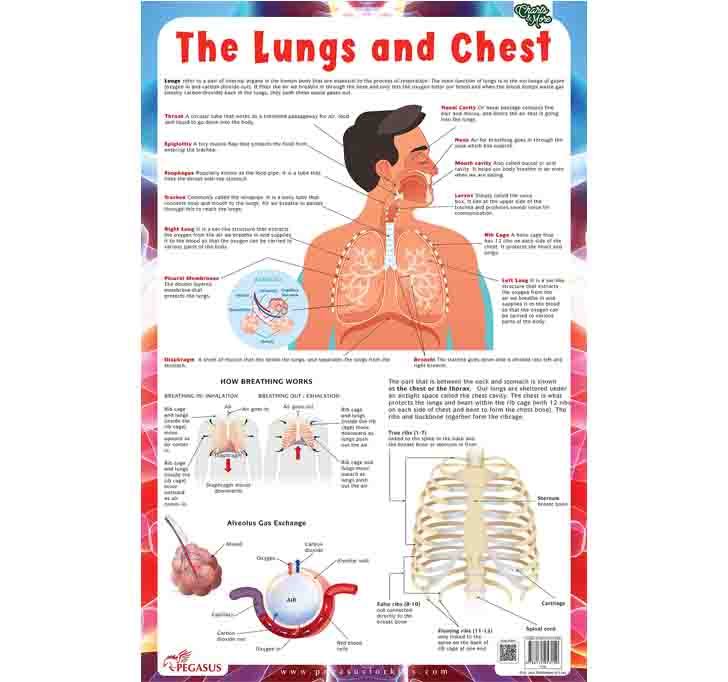 Buy Lungs - Thick Laminated Primary Chart