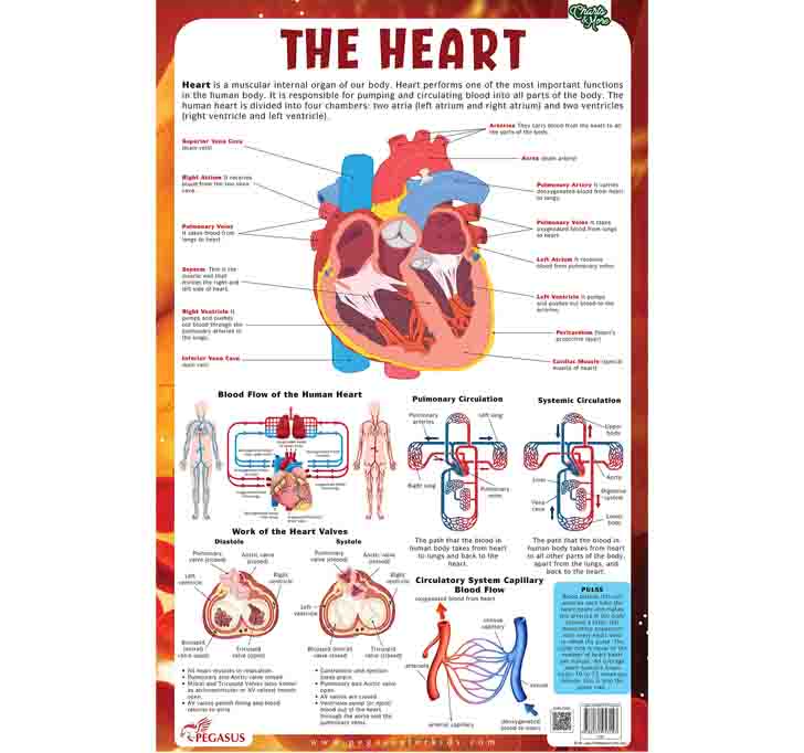 Buy Heart - Thick Laminated Primary Chart Wall Chart â€“ 1 January 2018