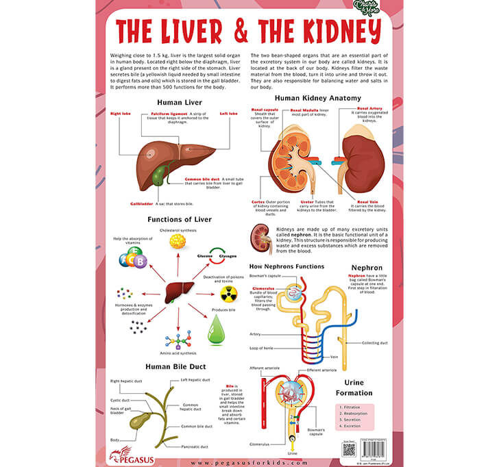 Buy The Liver & The Kidney - Thick Laminated Chart