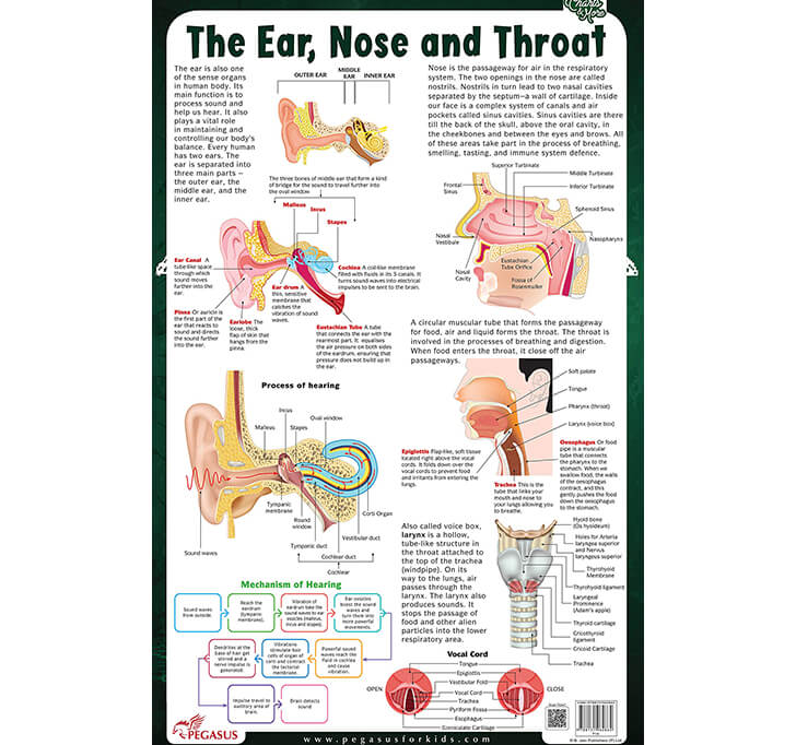 Buy The Ear, Nose & Throat - Thick Laminated Chart