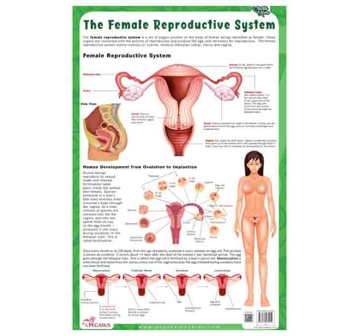 Buy The Female Reproductive System - Thick Laminated Chart