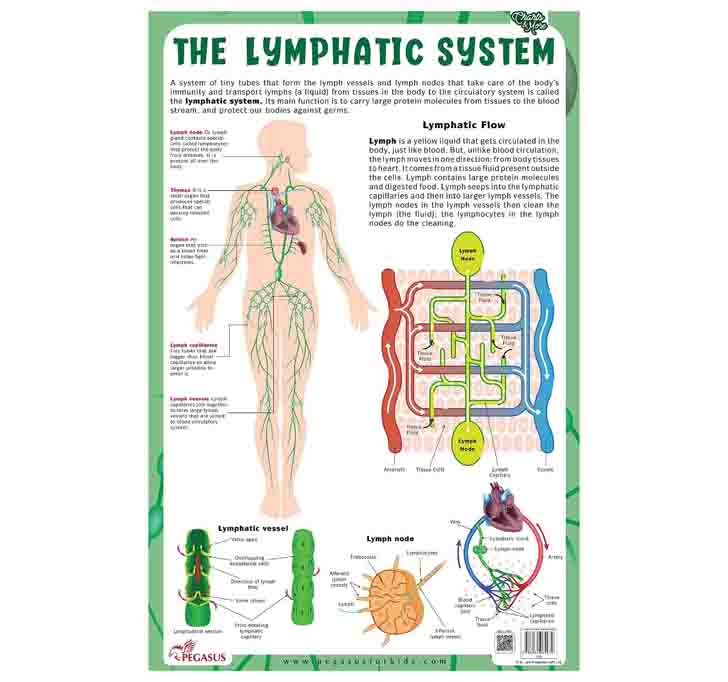 Buy The Lymphatic System - Thick Laminated Chart Wall Chart â€“ 1